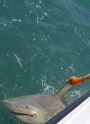 Shark fishing in Key West Florida.