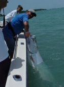 Key West Tarpon Fishing Charters.