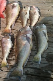 snowy grouper and tilefish
